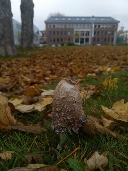Photo No. 1: One autumn morning across the road from the KWI building:<em> Coprinus comatus</em> (shaggy ink cap, <em>Schopf-Tintling</em>). Photo: Petr Gibas.