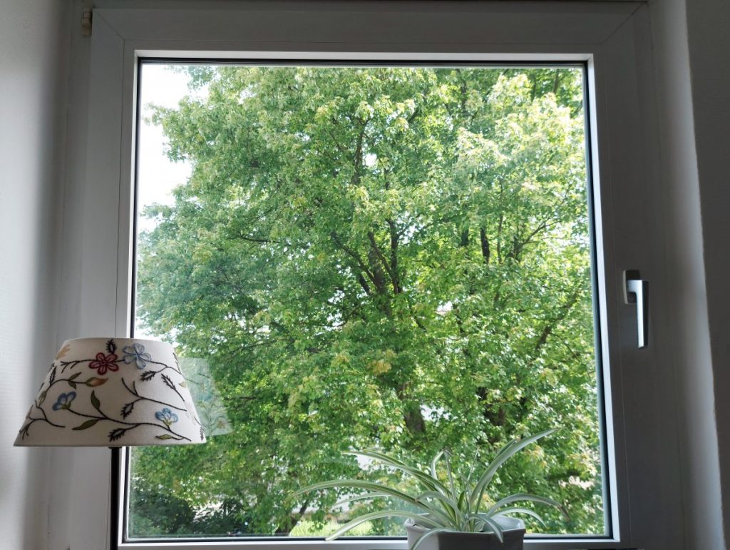 View through a window on a large tree